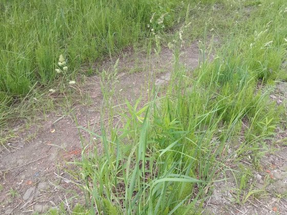 Будиночок для передержки тварин до 400 тварин!, Київ. Здам Киев