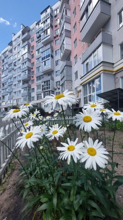 Оренда 1-кімнатної квартири в новобудові вул. Жабинського - фото 1