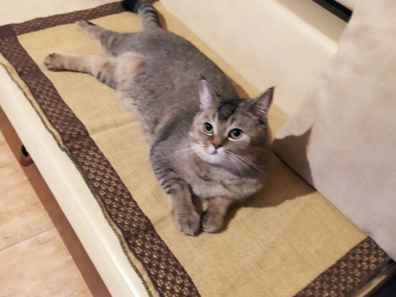 Продам 3-кімнатну  чешку, 2-й поверх!!! м. Хотин Чернівецької області Хотин