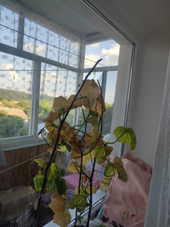 Продам 1 кімнатну квартиру з меблями - фото 1