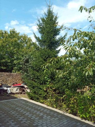 Здам дом  на Житомирській / 65м 2 - фото 1