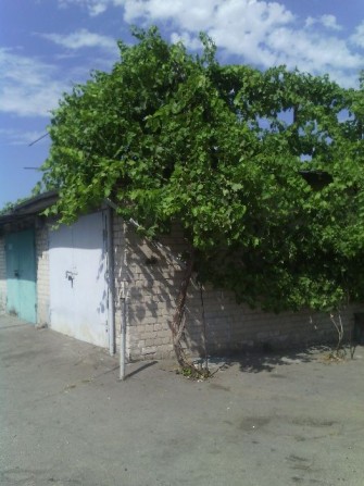 Продам Гараж, Дафи, Гагарина - фото 1