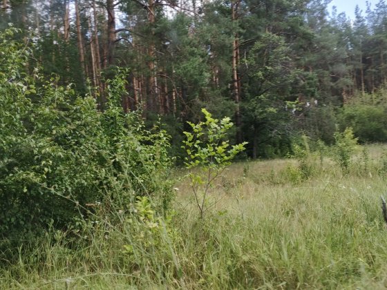 Продаю 2 уютных жилых дома на участке 20 соток г.Мерефа в сосновом бор Мерефа