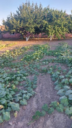 Продам Дом в Куцурубе - фото 1