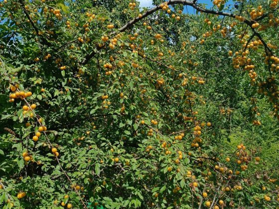 Дача 6 соток за левобережный 3 за караван Дніпро