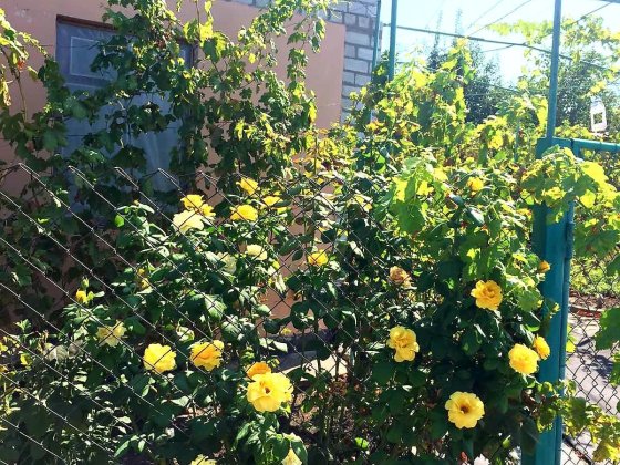 Продам дoм (дача)