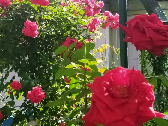 Здам номери зі зручностями в п'яти хвилинах від моря у Чорноморську. Чорноморськ