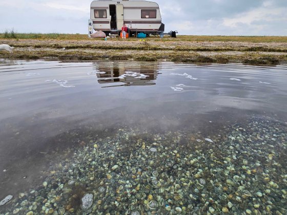 відпочинок в Коблево Коблево