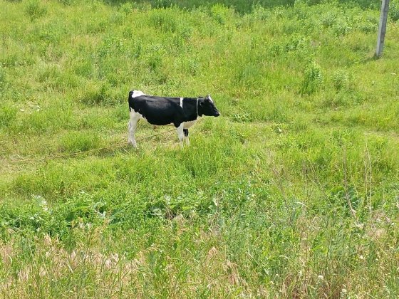 Продам дом Романково 27 школа Каменское