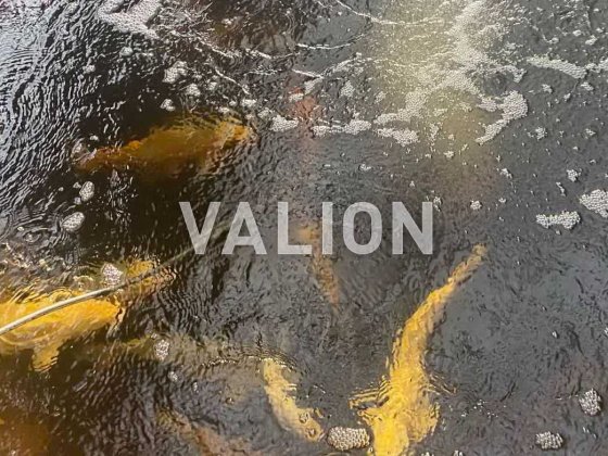 Продаж будинку 300 м2 на ділянці 48 соток с.Віта-Поштова Київська обл Віта-Поштова