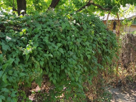 Продам дачу з будиночком Кривий Ріг