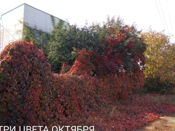 Срочно продается дом Баштанка