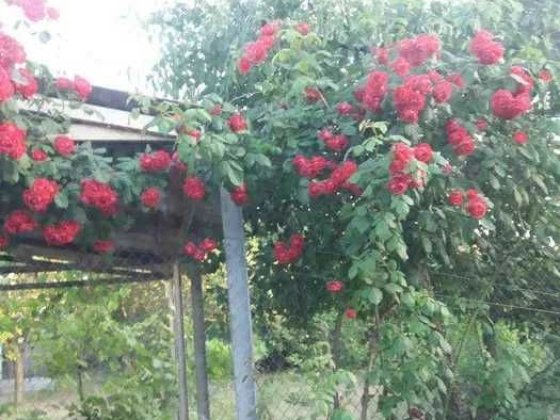 (13) Продам дом на 6 сотках в Сухом Лимане. Сухой Лиман