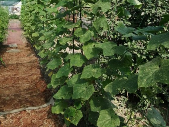 Будинок на пагорбі ,Карачуни(КДЗ)2-х поверховий ,не далеко від річки. Кривой Рог