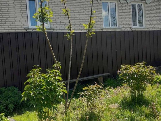 Продається будинок Кролевець