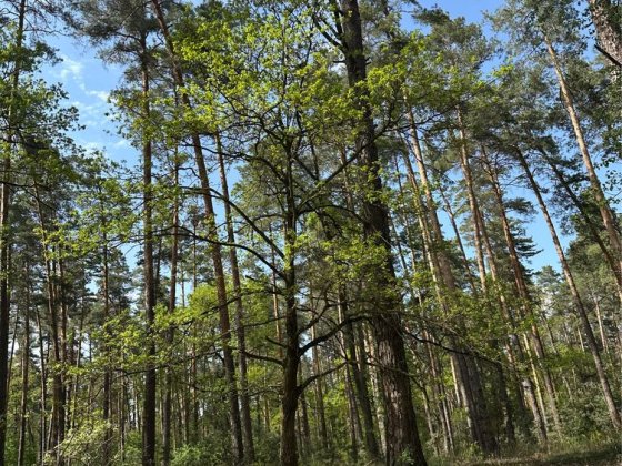 Продаю 1/2 частина будинку біля лісу Геронимовка