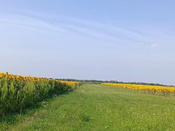 Камін ! Груба ! Свердловина ! Поруч ліс! Березанка