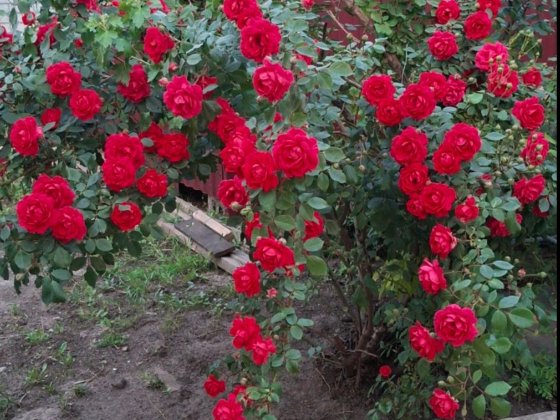 Продам уютный дом в Диевке Днепр