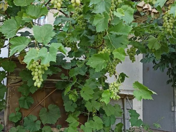 Дача на Великім лузі