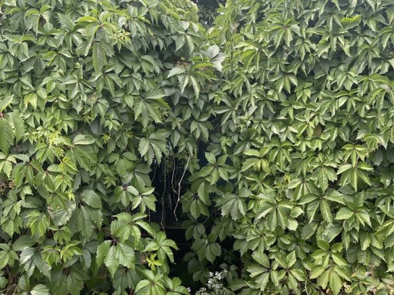 Дача в городе Запорожье Левое Скворцова