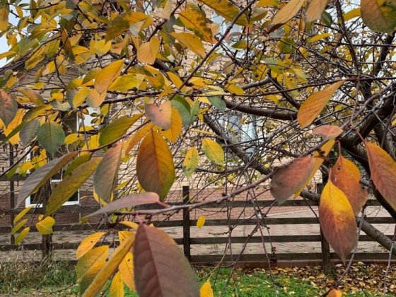 Будинок на Правому березі