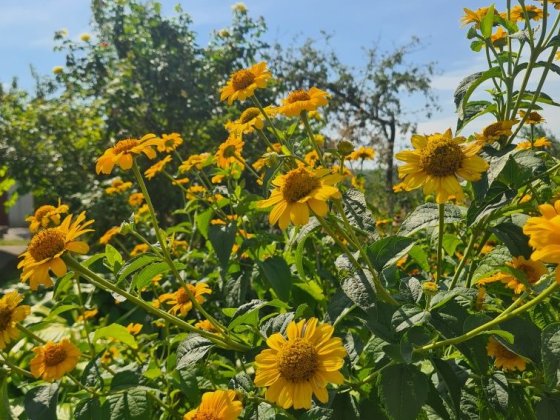 Продам крепкий дом в Таромском Участок 27 соток Днепр