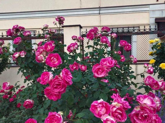 Продам дом на Кишиневской Одесса