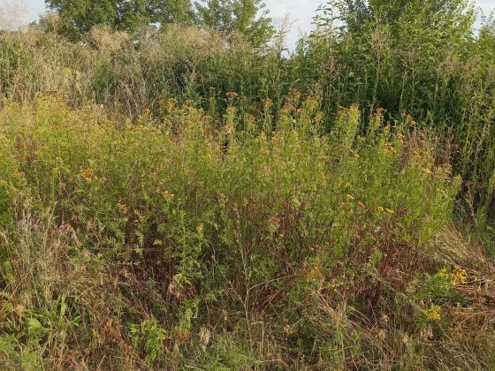 Будиночок Київ - Жуляни. Дача. З тваринами. Зарядка авто. Здам Київ