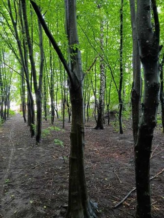 Ділянка комерційного призначення Київ, Голосіївський, 420000 $.. - фото 1