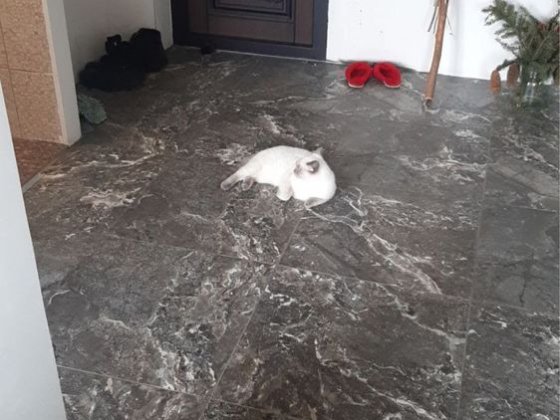 Сдается 2к квартира Кривой Рог, Ост. Лицей Кривий Ріг