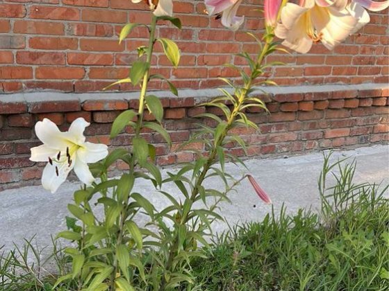 Продам 2 дома на одном участке, гараж Люботин