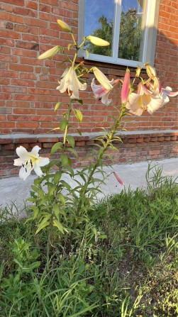 Продам 2 дома на одном участке, гараж - фото 1