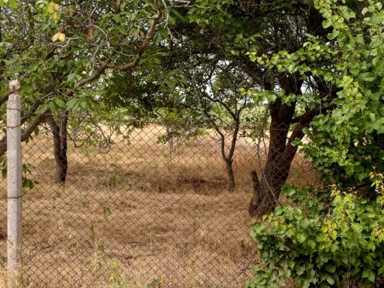 Продам дачу, участок в СТ Зайчевське Зайчівське