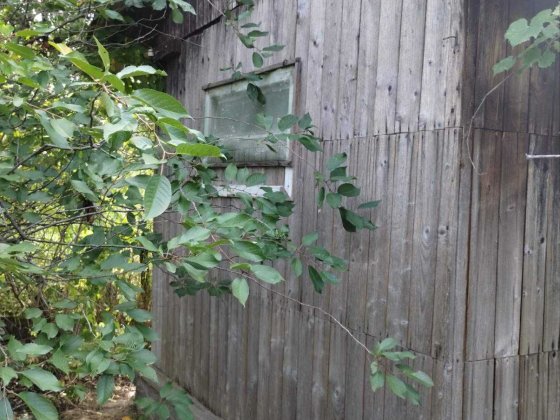 Продається дача КООП " Світанок-2 "з фінським будиночком. Черкаси