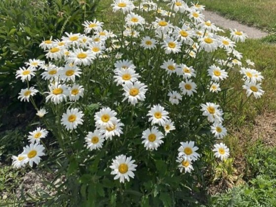 Продам большой дом Сухачевка Дніпро