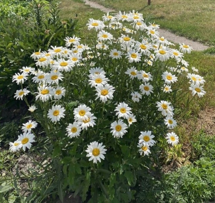 Продам большой дом Сухачевка - фото 1