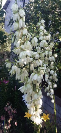 М. Дарниця  Лівобережна  Окрема кімната одному ВІльна з 8 . 10. - фото 1