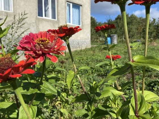 Оренда будинку для пари Черновцы