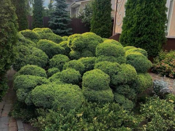 Будинок здається в оренду Черкаси