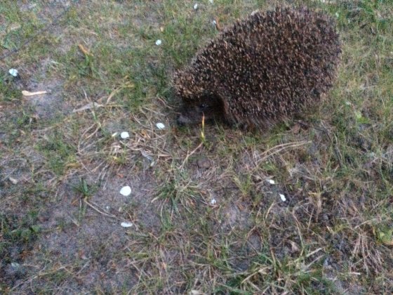 Продам або обміняю земельну ділянку в Варовичах Васильківського Васильків