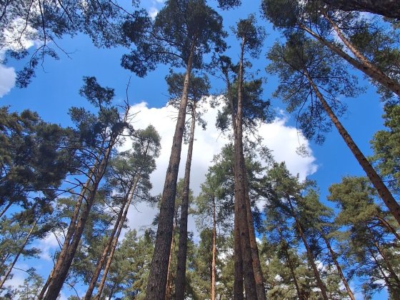 Квартира з РЕМОНТОМ  41.8М2 за 35000$ парк" Центральний" Ирпень