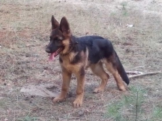 капитальный гараж аренда Новая Украинка