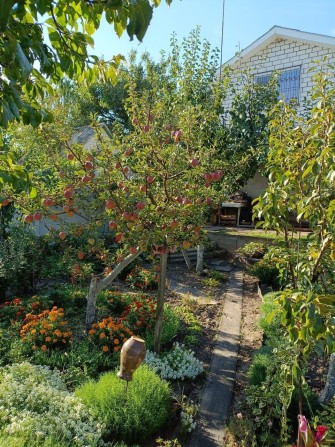 Продам дачу для життя та відпочинку - фото 1