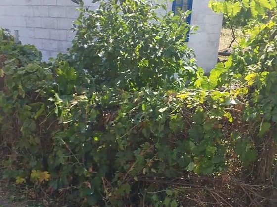 Дачный участок сады баглей верх Кам'янське