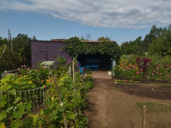 Продам дачу /кооператив ,,Мичуринец,, нижний/ Канев