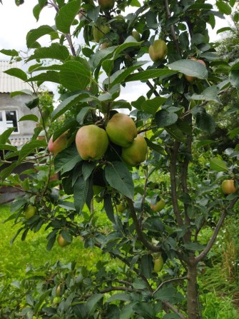 Продам дачний будинок+ земельна ділянкою  6 сот. - фото 1