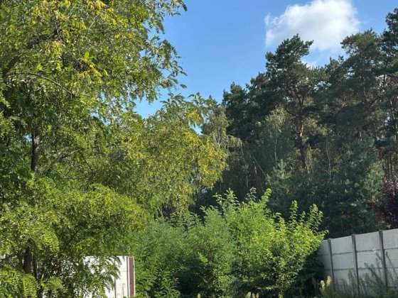 Дача біля ліса Обухівка