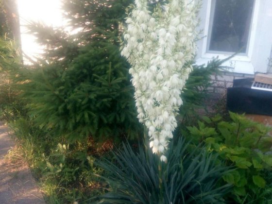 Дача в г Подгородное Підгородне