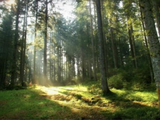 Продам . СВОЙ . Дом с участком 49 соток