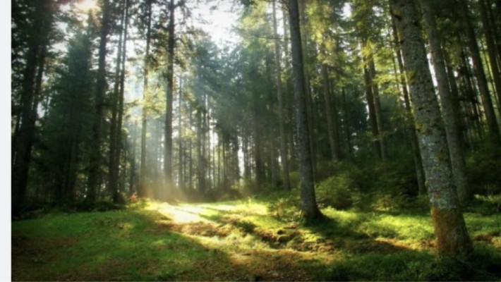 Продам . СВОЙ . Дом с участком 49 соток - фото 1